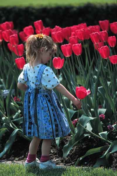 Little Girl with Red Tulips