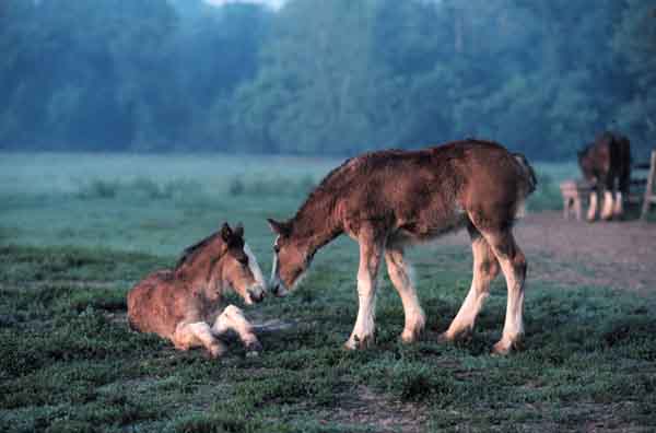 Baby Clydesdales in Field