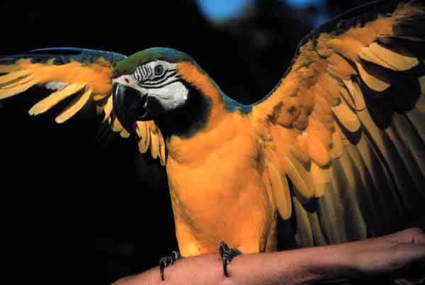 Gold and Blue Macaw 