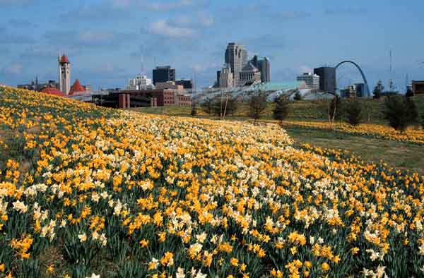 St. Louis Skyline Through Daffodils
