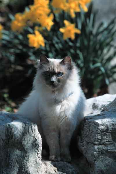 Cat Sitting on Stone Wall with Yellow Daffodils