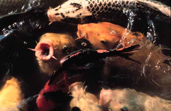 Koi Fish in Japanese Garden