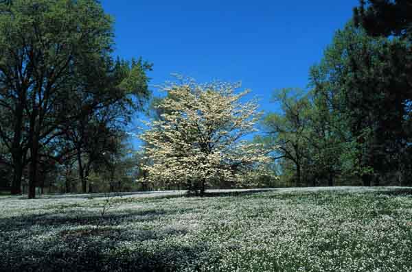 Spring Tree in Field of Flowers