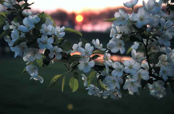 Sunrise Through Spring Blossoms