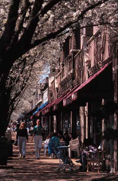 University City Street with Spring Trees