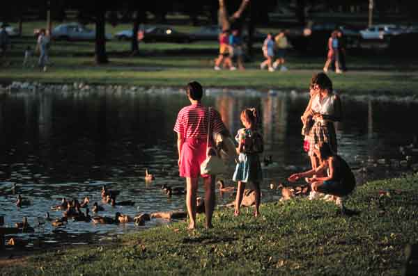 People Feeding Ducks in Pond