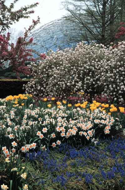 Spring Flowers with Climatron