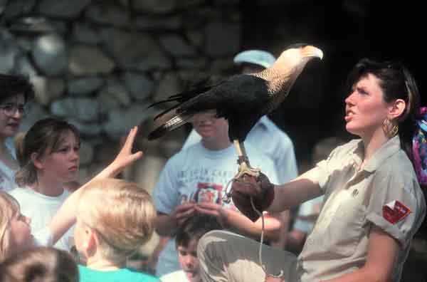 Zookeeper with Falcon and Children